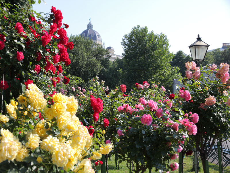 Глазами очевидцев: красное и желтое: розы в саду Бурггартен. Вена