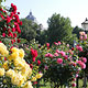 красное и желтое: розы в саду Бурггартен
